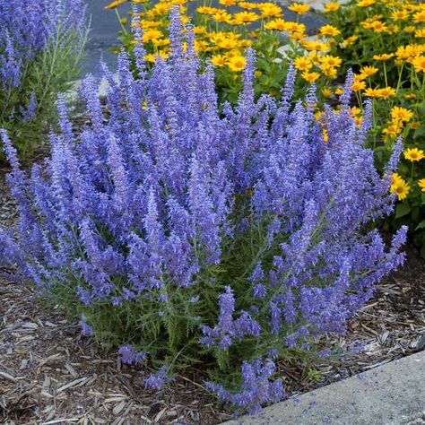 Low Water Russian Sage Oleander Plants, Low Water Plants, Russian Sage, Drought Resistant Plants, Drought Tolerant Garden, Drought Tolerant Landscape, Flower Garden Design, Drought Tolerant Plants, Low Maintenance Plants