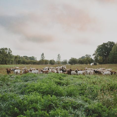 All About Goat Pasture - Grazing with Leslie Goat Pasture, Goats Grazing, Goat Farm Aesthetic, Goats For Clearing Land, Goats On A Farm, Cows Grazing Fields, Green Pasture, Goats, Green