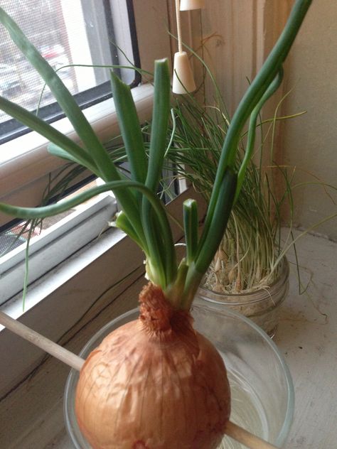 Onion Sprouts Growing, How To Grow Spring Onions, Growing Spring Onions, Spring Onions Plant, Spring Onion Photography, Onion Sprouts, Edible Garden, Sprouts, Plants