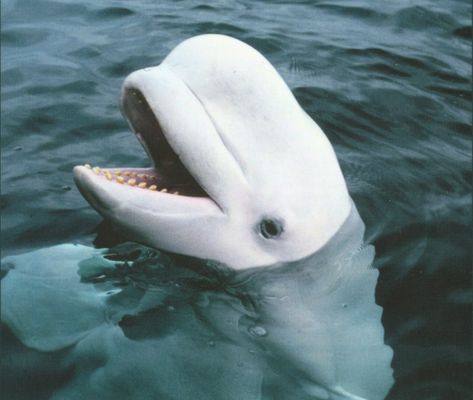 Beluga whales are now listed as an endangered species. Description from sarahpalintruthsquad.wordpress.com. I searched for this on bing.com/images Beluga Whale Photography, Beluga Whale Funny, Whale Costume, Whale Video, Whale Facts, Beluga Whales, Whale Crafts, Whale Drawing, Whale Illustration