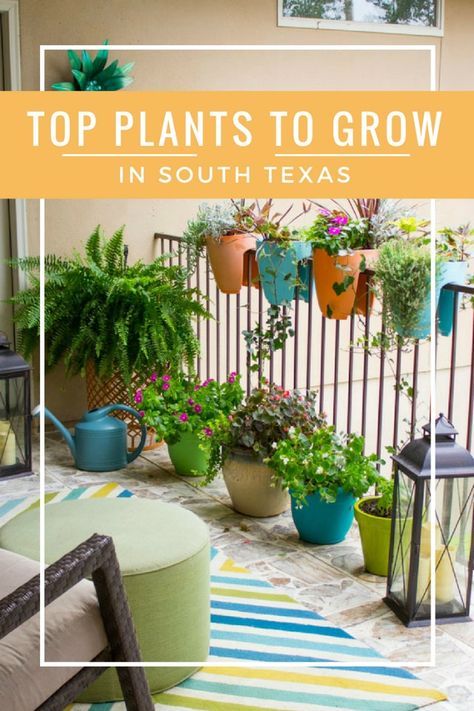 The easiest plants to keep alive if you live in Texas! #gardentips #texasgarden #texasflowers South Texas Landscaping, Texas Backyard, Landscaping Garden Design, Texas Landscaping, Texas Plants, Texas Native Plants, Vertical Vegetable Gardens, Indoor Vegetables, Texas Gardening