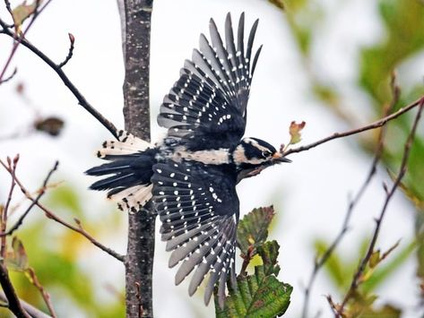 In flight, white outer tail feathers with black spots; - All About Birds, Cornell Lab of Ornithology Downey Woodpecker, Eurasian Magpie, Sycamore Seed, Grassland Habitat, Backyard Birds Feeders, Puffins Bird, Downy Woodpecker, Black Birds, Bird Watchers