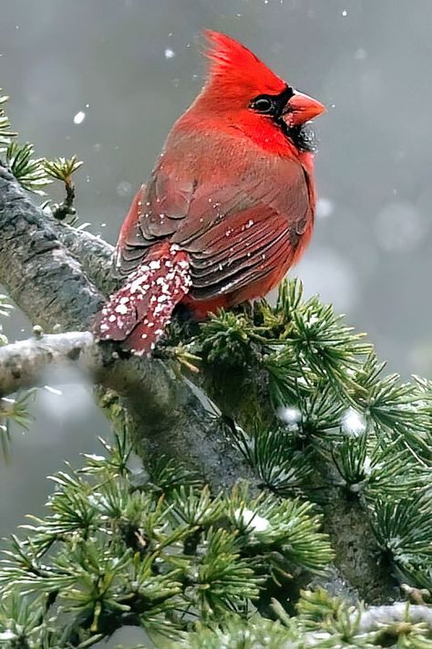 Cardinal Cottage, Cardinal Photo, Bird In Snow, Bird Parakeet, Cardinal Birds Art, Cardinal Winter, Dinosaur Sketch, Northern Cardinal, Christmas Cardinals