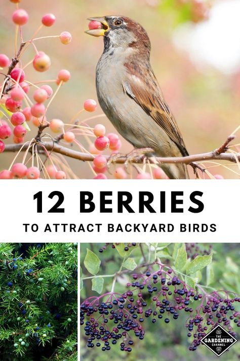 Are you thinking about adding bird feeders to your yard to attract birds? Consider growing berries to attract birds to your landscape. Learn which berries to grow for birds. #gardeningchannel #gardenwildlife #attractbirds #birdwatcher #growingfruit Bird Attracting Ideas, How To Attract Wildlife To Your Yard, How To Attract Birds To Your Yard, Bird Garden Ideas, Growing Berries, Backyard Birds Watching, Backyard Birds Sanctuary, Berry Plants, Bird Feeding