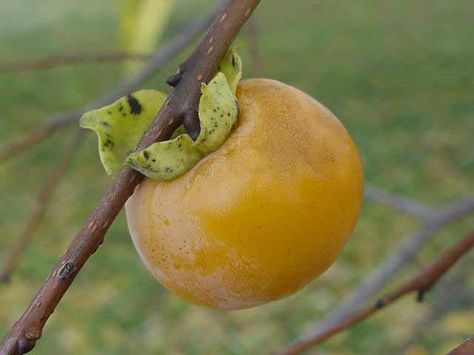 Tropical Fruit Names | name diospyros kaki other names japanese persimmon kaki sharon fruit ... American Persimmon, Sharon Fruit, Japanese Persimmon, Persimmon Tree, Persimmon Fruit, Fruit Names, Sweet Fruit, Sandy Soil, Fruit Tree