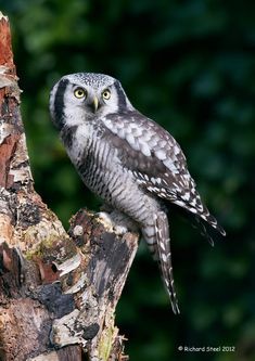 Hawk Owl, Awesome Owls, Beautiful Owls, Chester Zoo, Owl Photos, Hoot Owl, Owl Pictures, Beautiful Owl, Owl Bird