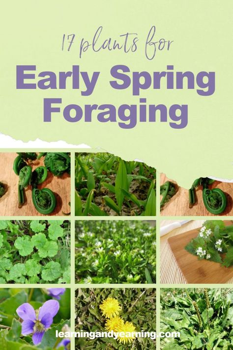 17 Plants for Early Spring Foraging Foraging Aesthetic, Spring Foraging, Foraging Guide, Medicinal Weeds, Natural Crafts, Wild Foraging, Wild Food Foraging, Foraging Recipes, Edible Wild Plants