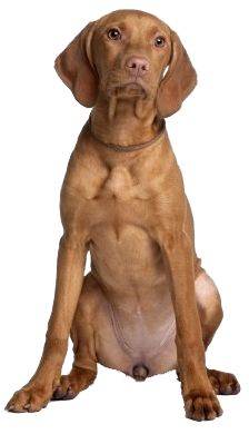 Dog Reference Photos For Artists, Dog Front View, Front View Drawing, Animal Hybrids Photoshop, Dog Transparent Background, Stylized Dog 3d, View Drawing, Dog Stock Photo, Vizsla Dogs