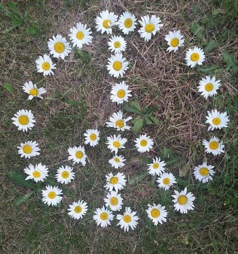 .. White Daisies, Peace Sign, Yellow, Green, White