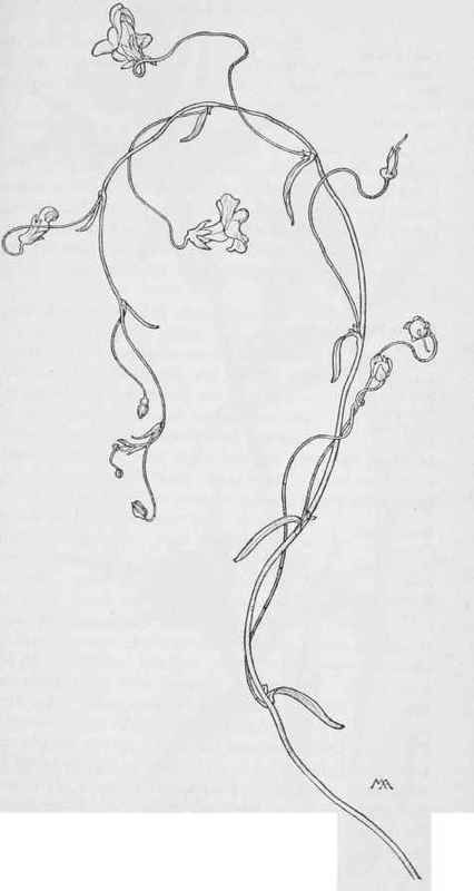 Snap Dragon Vine Drawing, Winding Flower Tattoo, Ivy Tattoo Fine Line, Snapdragon Vine Tattoo, Pretty Vine Tattoos, Dragon Snap Flower Tattoo, Abstract Vine Tattoo, Snap Dragon Vine Tattoo, Vines Hip Tattoo