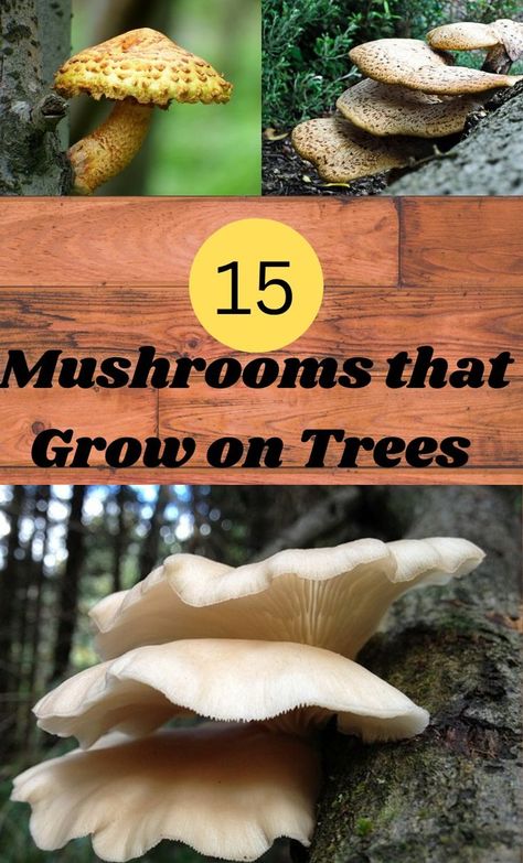 Edible Wild Mushrooms, Types Of Mushrooms, Edible Fungi, Growing Mushrooms At Home, Mushroom Identification, Wild Food Foraging, Tree Mushrooms, Native Foods, Edible Wild Plants