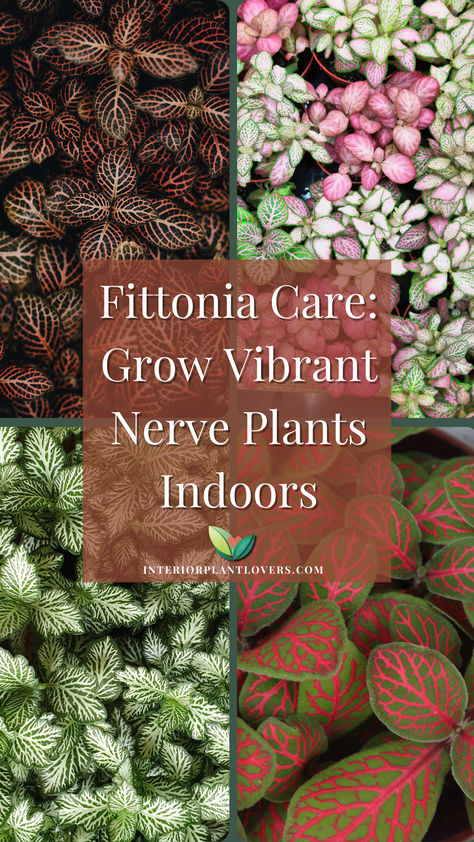 An image of different fittonia types and colors Fittonia Plant Care, Fittonia Plant, Plants Interior, Nerve Plant, Plants Indoor, House Plants Indoor, Interior Garden, Tropical Garden, Tropical Plants