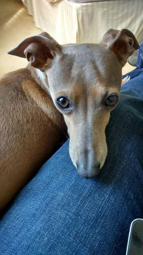 Miniature Italian Greyhound, Whippet Dog Puppy, Italian Greyhound Rescue, Grey Hounds, Italian Greyhound Puppies, Greyhound Puppy, Whippet Puppies, Greyhound Rescue, Elegant Dog