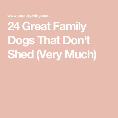 24 Great Family Dogs That Don't Shed (Very Much) Dogs That Don't Shed, Dogs That Dont Shed, Puppies That Dont Shed, Dog Breeds That Dont Shed, Holiday Entertaining Food, Hypoallergenic Dog Breed, Country Living Fair, Hypoallergenic Dogs, Family Pets