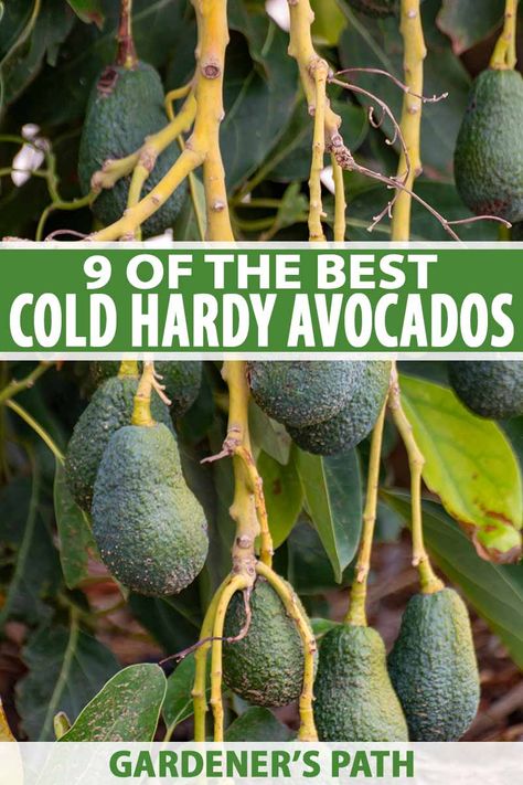 Do you live in a colder climate but still crave the creamy taste of fresh, homegrown avocado? Don't give up hope, as there are cold-tolerant varieties that can withstand freezing temperatures and still thrive. Learn more about cold-hardy avocado cultivars now on Gardener's Path. #avocado #growyourown #gardenerspath Avocado Tree Backyard, Budget Gardening, Philadelphia Street, Avocado Trees, Zone 8b, Homesteading Tips, Kitchen Gardening, Modern Homestead, Growing Trees