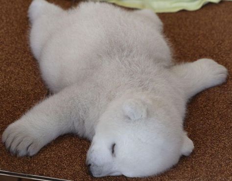 Polar Bear Images, Baby Polar Bear, Baby Polar Bears, Cute Polar Bear, Bear Pictures, Bear Cub, Pretty Animals, Bear Cubs, Silly Animals