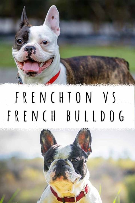 Frenchton vs French Bulldog – which dog is a better pet? The Frenchton is a Frenchie Boston Terrier cross, often sold as a healthier version of the French Bulldog. But is there any truth to this? Frenchton Full Grown, Frenchton Dogs, Frenchton Puppies, Frenchton Dog, Mix Breed Dogs, Flat Faced Dogs, French Bulldog Mix, French Bulldog Breed, Corgi Puppies