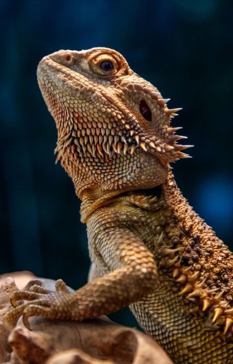 Terrarium Pets, Beard Dragon, Bearded Dragon Terrarium Ideas, Dragon Terrarium, Dragon Pet, Bearded Dragon Terrarium, Bearded Dragon Funny, Lizard Dragon, Bearded Dragon Habitat