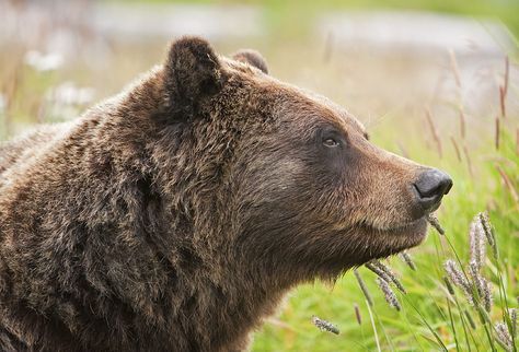 Grizzly Bear Reference, Bear Profile Picture, Bear Side Profile, Bear Head Drawing, Bear Side View, Bear Pic, Bear Profile, Bear Anatomy, Bear Nose