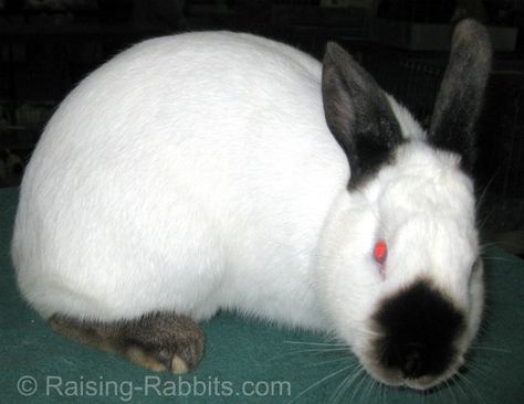 California Rabbit, Desert Homestead, Rabbits For Meat, Rabbit Farming, Lilac Varieties, Chinchilla Rabbit, Raising Rabbits For Meat, Rabbits For Sale, Rabbit Feeding