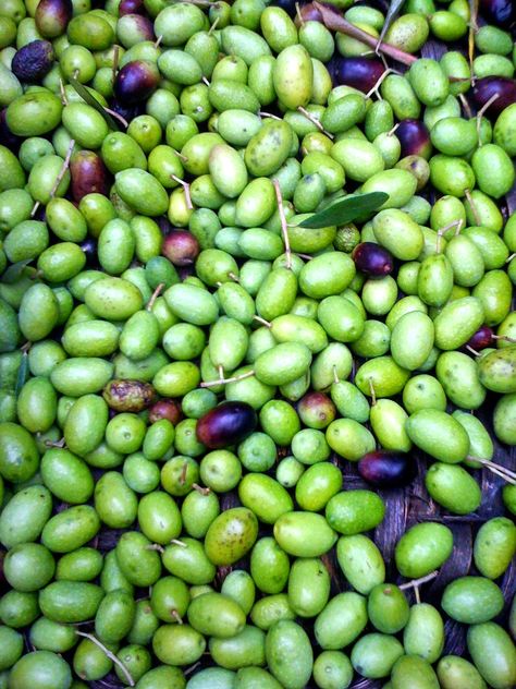 Olives Marinated, Vegan Recipes Gluten Free, Pickled Olives, Food Foraging, Olive Brine, Olive Harvest, Fresh Olives, Marinated Olives, Olive Oil Recipes