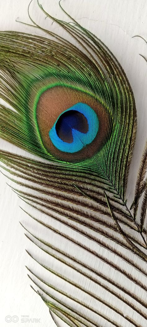 Peacock Wings, Feather Mobile, Bird Peacock, Peacock Wallpaper, Football Drawing, Wings Wallpaper, Galaxy Images, Black Background Photography, Feature Wallpaper