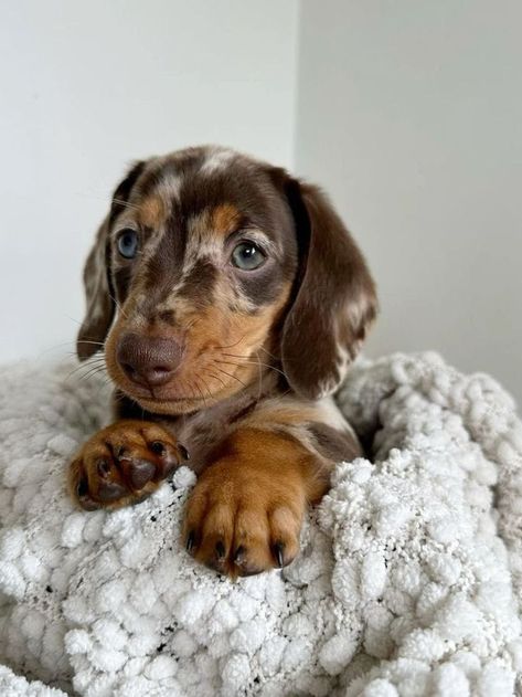 Dashhound Puppy, Puppies Dachshund, Miniature Dachshund Puppies, Daschund Puppies, Puppy Dachshund, Weenie Dog, Cute Dogs Images, Sausage Dogs, Dapple Dachshund