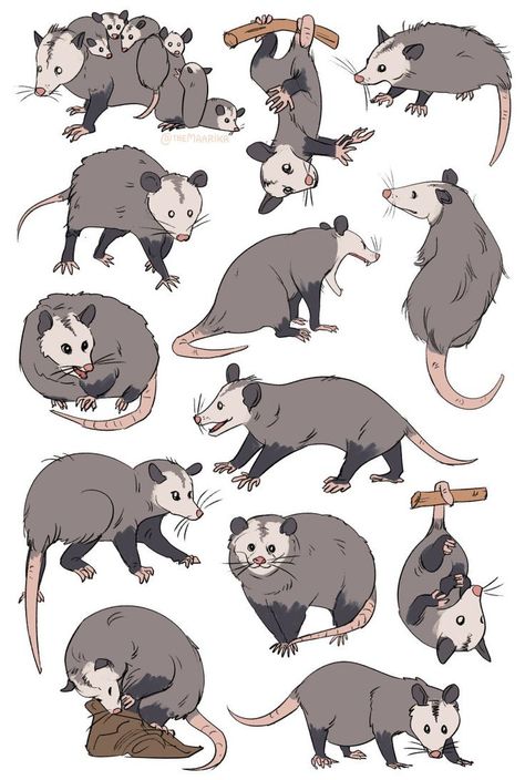 Raccoon And Possum Tattoo, Cryptid Academia, Sitting Drawing, Kidcore Art, Raccoon Art, Awesome Possum, Tattoo Reference, Arte Indie, Beautiful Tattoo