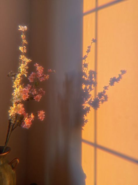 Light Aethstetic, Soft Flower Aesthetic, Shadow Photography Aesthetic, Summer Color Background, Flower Lighting, Neutral Vibes, Warm Pictures, Radiance Aesthetic, Sleek Aesthetic