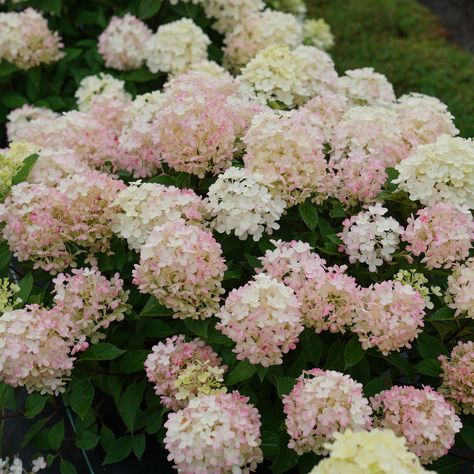 Fire Light Tidbit Hydrangea, Firelight Tidbit Hydrangea, Tidbit Hydrangea, Hardy Hydrangea, Burgundy And Orange, Panicle Hydrangea, Hydrangea Bloom, White Flower Farm, Hydrangea Care