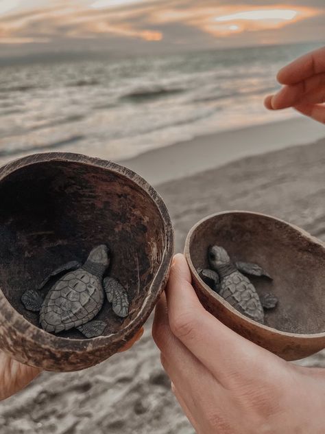 Where to Release Sea Turtles in Puerto Vallarta [2023] Sea Turtles Hatching, Sea Turtle Nest, Turtle Hatching, Big Turtle, Turtle Conservation, Baby Sea Turtles, Baby Sea Turtle, Vision Board Pics, Flamingo Beach