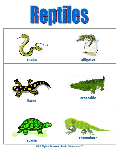 Reptiles Chart  www.loving2learn.com Reptiles For Kindergarten, Reptiles For Preschoolers, Preschool Reptile Theme, Reptiles Activities For Preschool, Reptiles Kindergarten, Reptiles Preschool, Amphibians Animals, Reptiles Activities, Animal Classification