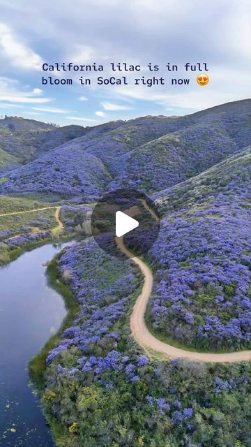 Asya Olson • California • Travel & Lifestyle on Instagram: "California lilac (ceanothus) is all over northern part of San Diego County right now! (filmed on Friday 03/22/24)

There are two trails in this video:

💜 South Lake Park in San Marcos (with the lake) - 2 mi loop, easy.

💜 Nighthawk Trail in Poway (with the narrow purple tunnel) - 3 mi loop, moderate, rocky.

Please always remember to leave no trace: explore responsibly, pick up all waste, don't disturb nature and be considerate of others 💚

Check out my California map for more unique destinations in our beautiful state. It has A LOT! ✨ Lіnk in bіо ✨

.

.

.

.
#explorecalifornia #californiatravel #californiaflowers #californianature #californiabloggers California nature, flower fields in California, California wildflowers, sup Yard Renovation, Unique Destinations, Brighton Townhouse, California Flowers, California Lilac, Don't Disturb, California Wildflowers, California Nature, California Map