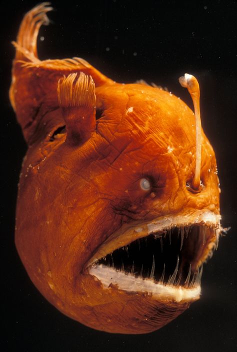 A Humpback Anglerfish. Another of these creepy species. Look at those teeth! Humpback Anglerfish, Deep Sea Life, Creature Marine, Deep Sea Creatures, Angler Fish, Underwater Creatures, Underwater Life, Deep Sea Fishing, Sea Monsters