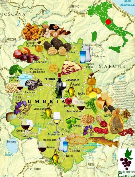 Strada del Vini, map of Umbria ~ Umbria is a region where the food, wine, art, culture and architecture are the equal of any in Italy. Norcia, with its truffles, hams and cheeses, for example, is a gastronomic centre par excellence. Food Map, Central Italy, Umbria Italy, Italy Food, Places In Italy, Italy Map, Regions Of Italy, Learning Italian, Global Recipes