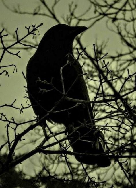 Old Crow Hollow Lestrange Aesthetic, Bellatrix Lestrange Aesthetic, The Wind Is Rising, Dark Wizard, Black Sisters, Bellatrix Lestrange, Crows Ravens, Harry Potter Aesthetic, Black Families