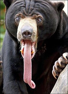 🍋's 🔞 (@itakeyourlemons) / Твиттер Malayan Sun Bear, Sun Bear, Unusual Animals, Anime Animals, Cute Wild Animals, Wildlife Animals, Weird Animals, Animal Wallpaper, Black Bear