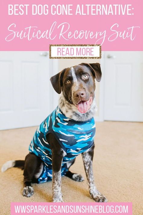 After Neuter Care Dogs, Neutering Dog Recovery, Dog Surgery Recovery Tips, Dog Spay Recovery Tips, Dog Neuter Recovery Shirt Diy, Neutered Dog Recovery Tips, Dog Recovery Suit Diy, Spayed Dog Recovery, Spayed Dog Recovery Shirt Diy