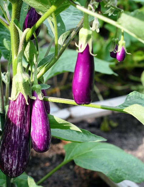 If I Plant It, It Will Grow: I’m Growing Baby Eggplants, not a baby! Growing Eggplant, Eggplant Plant, Baby Eggplant, Townhouse Garden, Egg Plant, My First Baby, Vegetable Medley, Dry Garden, Veg Garden