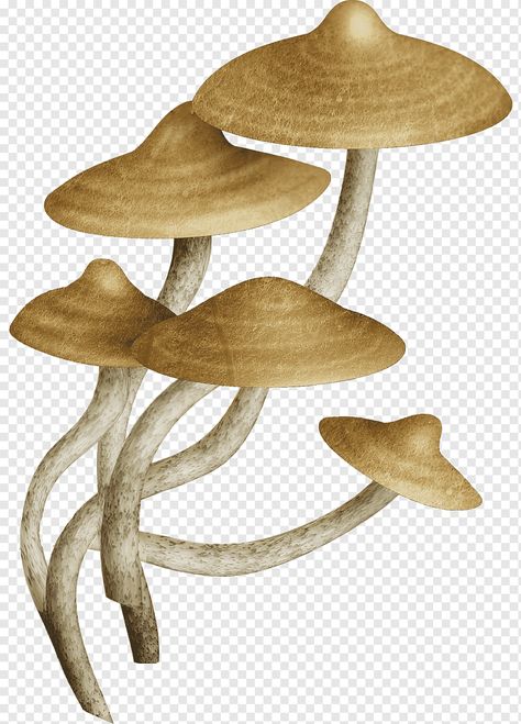 Mushroom Cartoon, Fungi Recipe, Mushroom Png, Fungi Illustration, Cooking Png, Mushroom Cloud, Cartoon Mushroom, Mushroom Drawing, Edible Mushrooms