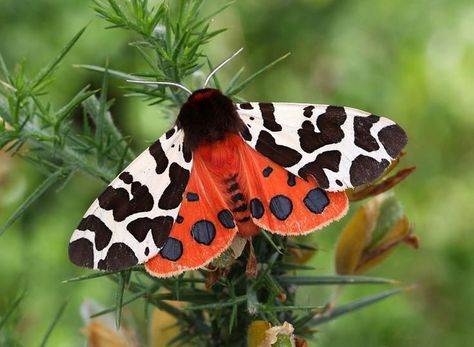 Tiger moth Tattooed Celebrities, Garden Tiger Moth, Tattoo Jewelry, Tiger Moth, Garden Bugs, Australia Animals, Moth Art, Moth Tattoo, Tattoo Care