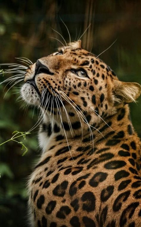 Tfarhad – Page 8 Jaguar Animal, Regnul Animal, Wild Animals Photography, Big Cats Art, Majestic Animals, Cat Photography, Alam Yang Indah, Leopards, Animal Wallpaper