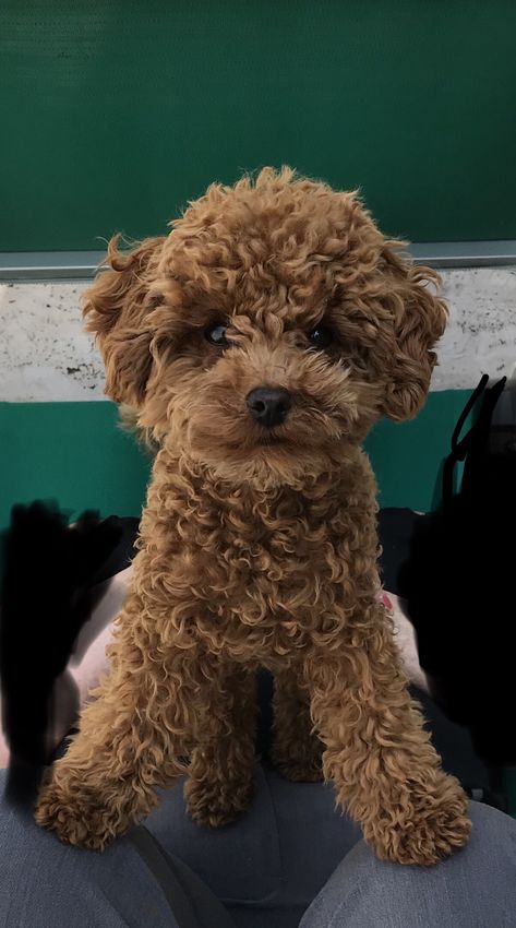 Mini Poodle Full Grown, Toy Maltipoo Full Grown, Grown Cavapoo, Toy Poodle Full Grown, Dog Pics Funny, Maltipoo Adult, Poodle Full Grown, Cavapoo Full Grown, Mini Cavapoo