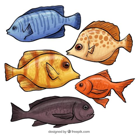 Free vector collection of hand drawn fis... | Free Vector #Freepik #freevector Drawn Fish, Fish Vector, Graphic Resources, Hand Drawn, Vector Free, How To Draw Hands, Fish