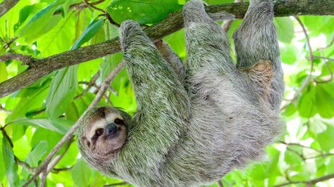 Sloths spend their lives hanging from trees—eating, mating, and even giving birth Three Toed Sloth, A Sloth, Animal References, Your Spirit Animal, Baby Sloth, Wildlife Habitat, Cute Sloth, Primates, Koala Bear