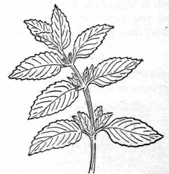 Herbs : peppermint : Classroom Clipart How To Draw Herbs, Herbology Tattoo, Peppermint Tattoo, Peppermint Drawing, Peppermint Plant Drawing, Mint Sketch, Mint Plant Drawing, Herb Sketches, Oregano Plant Drawing