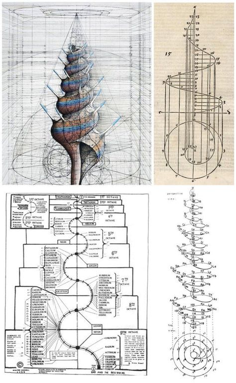 Sacred Geometry In Nature, Fibbonaci Sequence Nature, Patterns In Nature Geometric, Daisy Drawings, Golden Ratio In Nature, Spiral Design Art, Mathematical Art, Geometry In Nature, Spiral Art