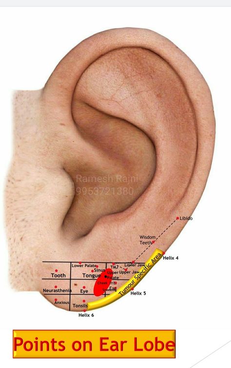 Points on Ear Lobe Auricular Therapy, Ear Lobe Piercings, Frontal Lobe, Lobe Piercing, Wisdom Teeth, Holistic Nutrition, Reflexology, Self Care Activities, Art Sculpture