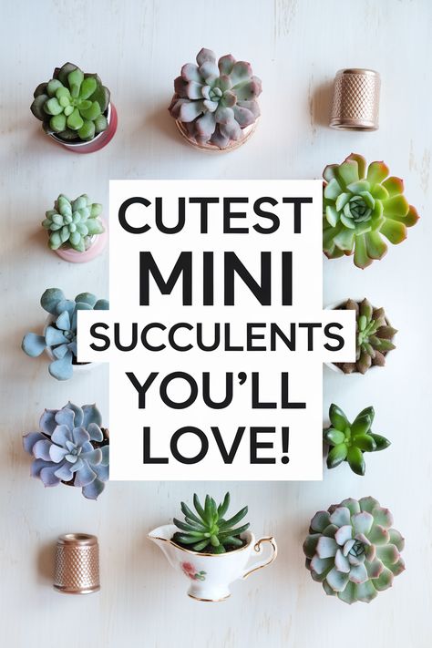 A playful flat lay showcasing an assortment of mini succulents in unique containers, like thimbles and tiny teacups. Bold overlay text states, "Cutest Mini Succulents You’ll Love!" A light, airy background creates a fresh and inviting atmosphere. Tiny Succulents, Desks Shelves, Easy To Grow Houseplants, Succulent Display, Plants Ideas, Mini Succulents, Small Succulents, String Of Pearls, Succulent Plants