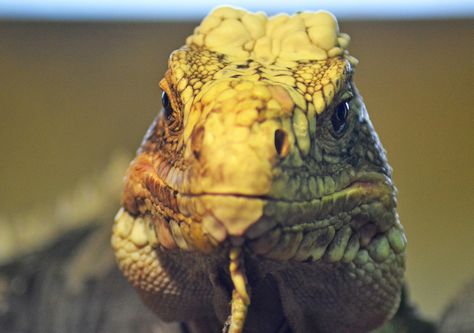 Head Skull, Funny Photoshop, Cold Blooded, Reptiles And Amphibians, Front View, Creature Design, Amphibians, Reptiles, Free Images